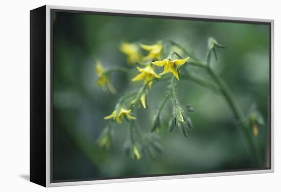 Tomato Plant Flowers-Duncan Smith-Framed Premier Image Canvas