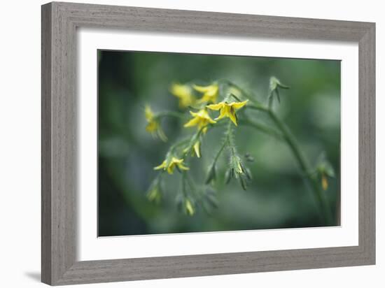 Tomato Plant Flowers-Duncan Smith-Framed Photographic Print