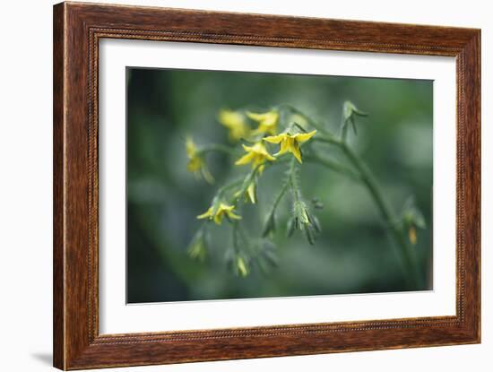 Tomato Plant Flowers-Duncan Smith-Framed Photographic Print