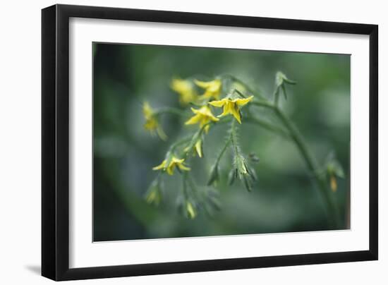 Tomato Plant Flowers-Duncan Smith-Framed Photographic Print