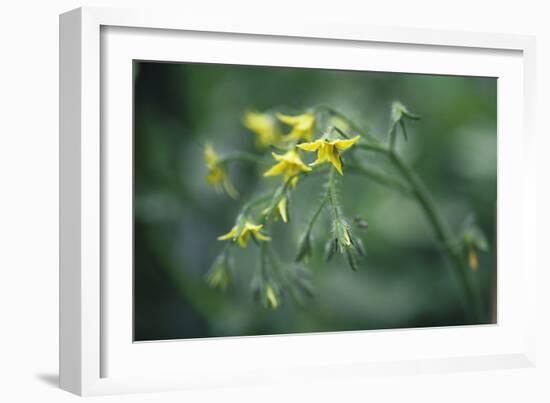 Tomato Plant Flowers-Duncan Smith-Framed Photographic Print