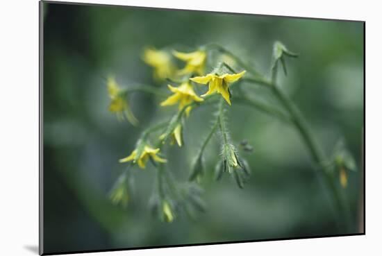Tomato Plant Flowers-Duncan Smith-Mounted Photographic Print