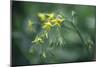 Tomato Plant Flowers-Duncan Smith-Mounted Photographic Print