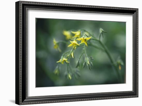 Tomato Plant Flowers-Duncan Smith-Framed Photographic Print