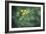 Tomato Plant Flowers-Duncan Smith-Framed Photographic Print