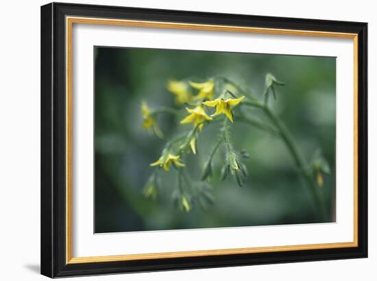 Tomato Plant Flowers-Duncan Smith-Framed Photographic Print