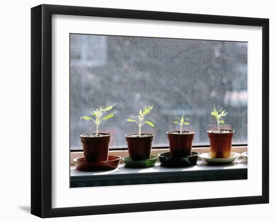 Tomato Plants Growing In a Growbag-Bjorn Svensson-Framed Photographic Print