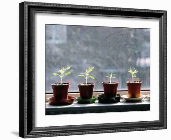 Tomato Plants Growing In a Growbag-Bjorn Svensson-Framed Photographic Print