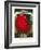 Tomato Seed Packet-null-Framed Art Print