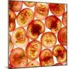 Tomato Slices-Mark Sykes-Mounted Premium Photographic Print