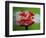 Tomato Surprise-Alan Sailer-Framed Photographic Print