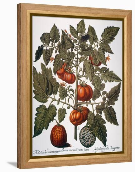 Tomato & Watermelon 1613-Besler Basilius-Framed Premier Image Canvas