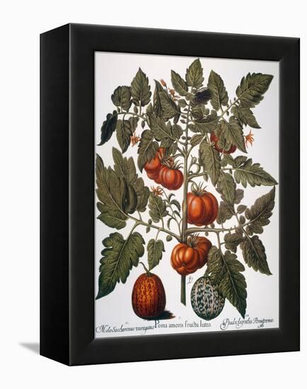 Tomato & Watermelon 1613-Besler Basilius-Framed Premier Image Canvas