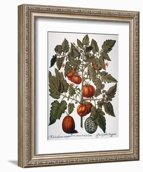 Tomato & Watermelon 1613-Besler Basilius-Framed Giclee Print