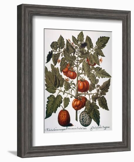 Tomato & Watermelon 1613-Besler Basilius-Framed Giclee Print