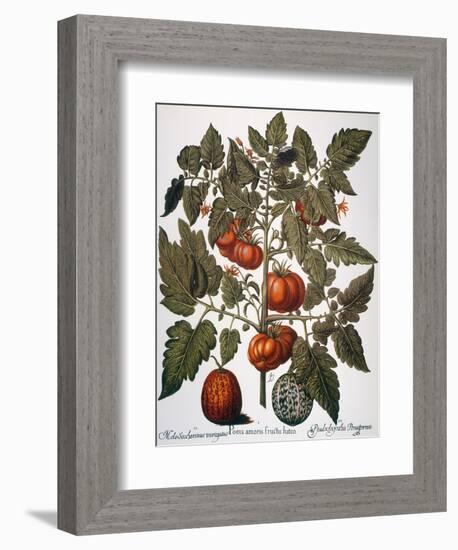 Tomato & Watermelon 1613-Besler Basilius-Framed Giclee Print