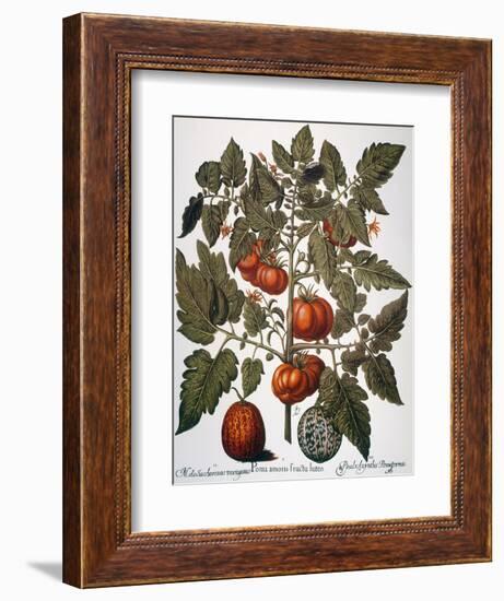 Tomato & Watermelon 1613-Besler Basilius-Framed Giclee Print