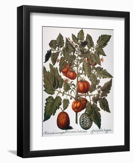 Tomato & Watermelon 1613-Besler Basilius-Framed Giclee Print