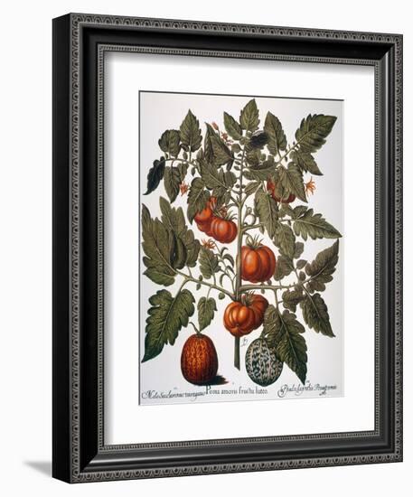 Tomato & Watermelon 1613-Besler Basilius-Framed Giclee Print