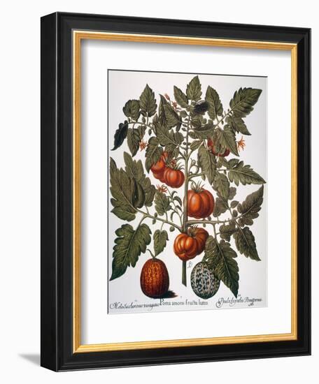 Tomato & Watermelon 1613-Besler Basilius-Framed Giclee Print