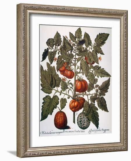 Tomato & Watermelon 1613-Besler Basilius-Framed Giclee Print