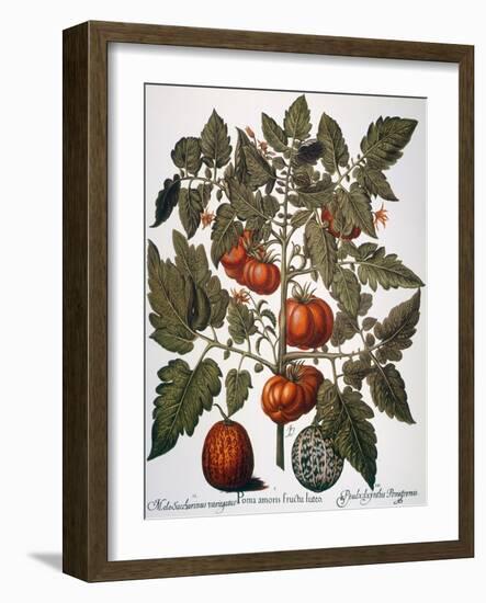 Tomato & Watermelon 1613-Besler Basilius-Framed Giclee Print