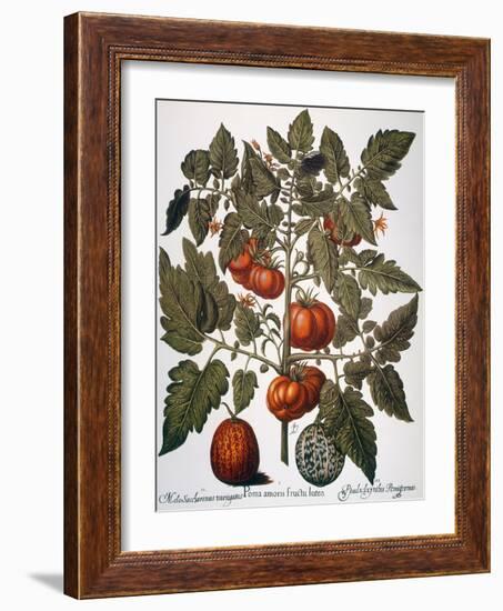 Tomato & Watermelon 1613-Besler Basilius-Framed Giclee Print