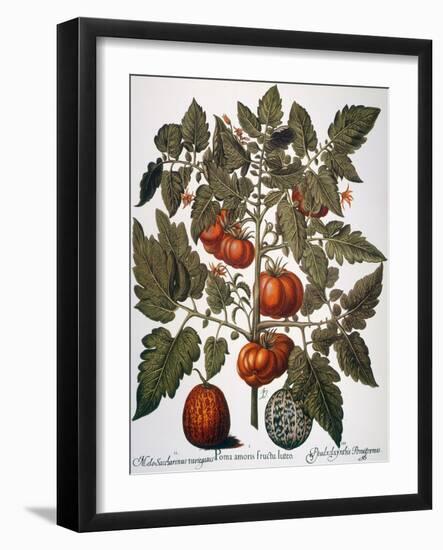 Tomato & Watermelon 1613-Besler Basilius-Framed Giclee Print