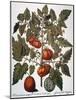Tomato & Watermelon 1613-Besler Basilius-Mounted Giclee Print