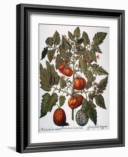 Tomato & Watermelon 1613-Besler Basilius-Framed Giclee Print