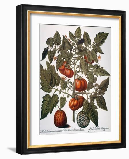 Tomato & Watermelon 1613-Besler Basilius-Framed Giclee Print