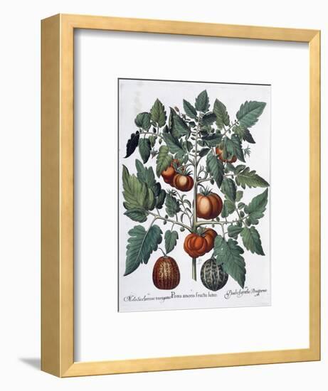 Tomatoes and melons, 1613-Unknown-Framed Giclee Print