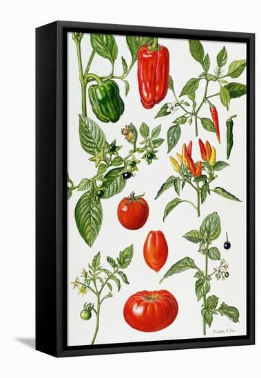 Tomatoes and Related Vegetables, 1986-Elizabeth Rice-Framed Premier Image Canvas