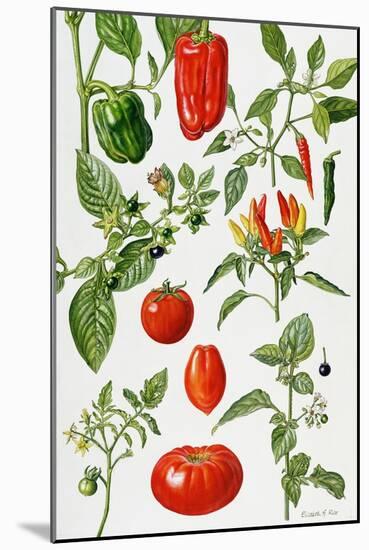 Tomatoes and Related Vegetables, 1986-Elizabeth Rice-Mounted Giclee Print