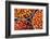 Tomatoes at Hpa an Morning Market, Kayin State (Karen State), Myanmar (Burma), Asia-Matthew Williams-Ellis-Framed Photographic Print