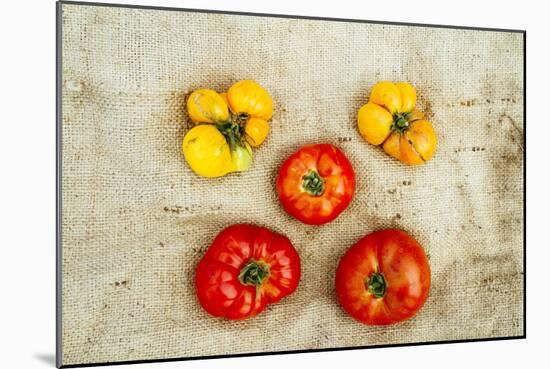 Tomatoes From Farm On Central Maine Coast-Justin Bailie-Mounted Photographic Print