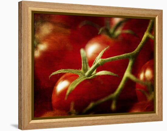 Tomatoes on the Vine-Steve Lupton-Framed Premier Image Canvas