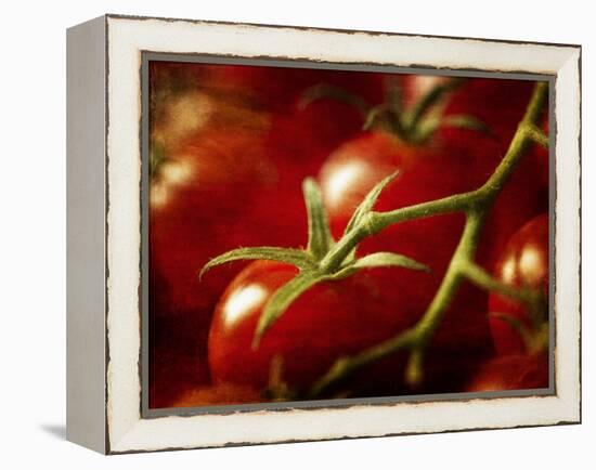 Tomatoes on the Vine-Steve Lupton-Framed Premier Image Canvas