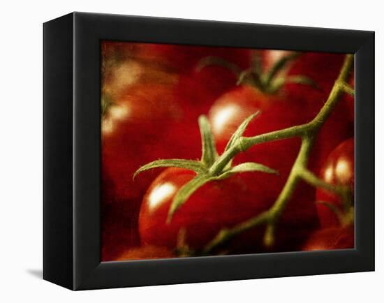 Tomatoes on the Vine-Steve Lupton-Framed Premier Image Canvas