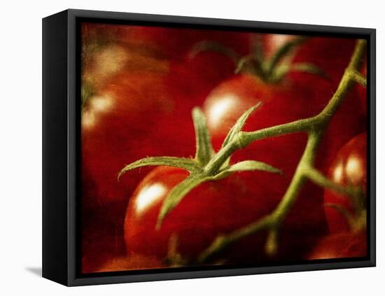 Tomatoes on the Vine-Steve Lupton-Framed Premier Image Canvas