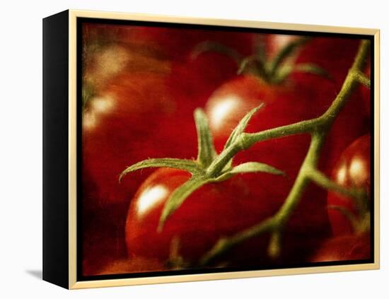 Tomatoes on the Vine-Steve Lupton-Framed Premier Image Canvas