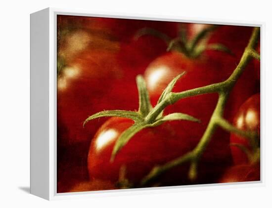 Tomatoes on the Vine-Steve Lupton-Framed Premier Image Canvas