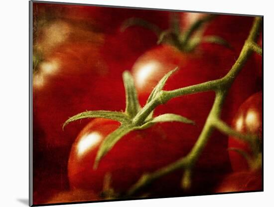 Tomatoes on the Vine-Steve Lupton-Mounted Photographic Print