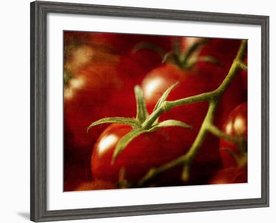 Tomatoes on the Vine-Steve Lupton-Framed Photographic Print