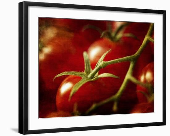 Tomatoes on the Vine-Steve Lupton-Framed Photographic Print