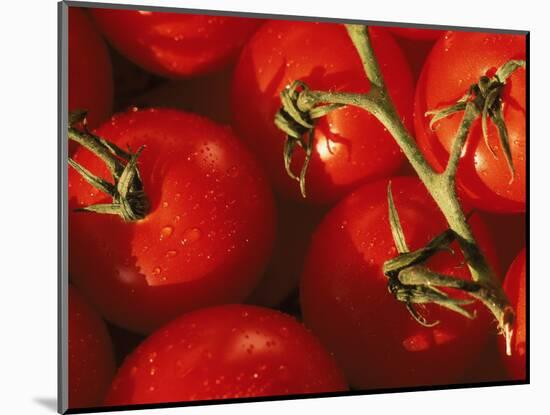 Tomatoes on Vine-Mitch Diamond-Mounted Photographic Print