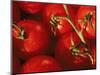 Tomatoes on Vine-Mitch Diamond-Mounted Photographic Print