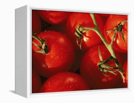 Tomatoes on Vine-Mitch Diamond-Framed Premier Image Canvas