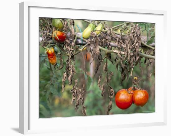 Tomatoes, Tuscany, Italy-Bruno Morandi-Framed Photographic Print