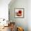 Tomatoes-Mark Sykes-Framed Premium Photographic Print displayed on a wall